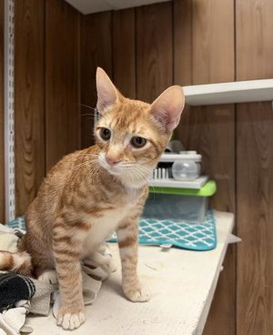 Kitten 28166, photo 4
