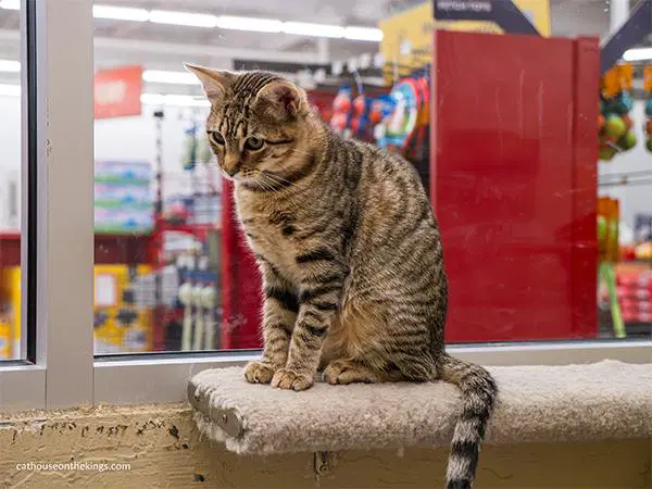 Carmie - Tabby