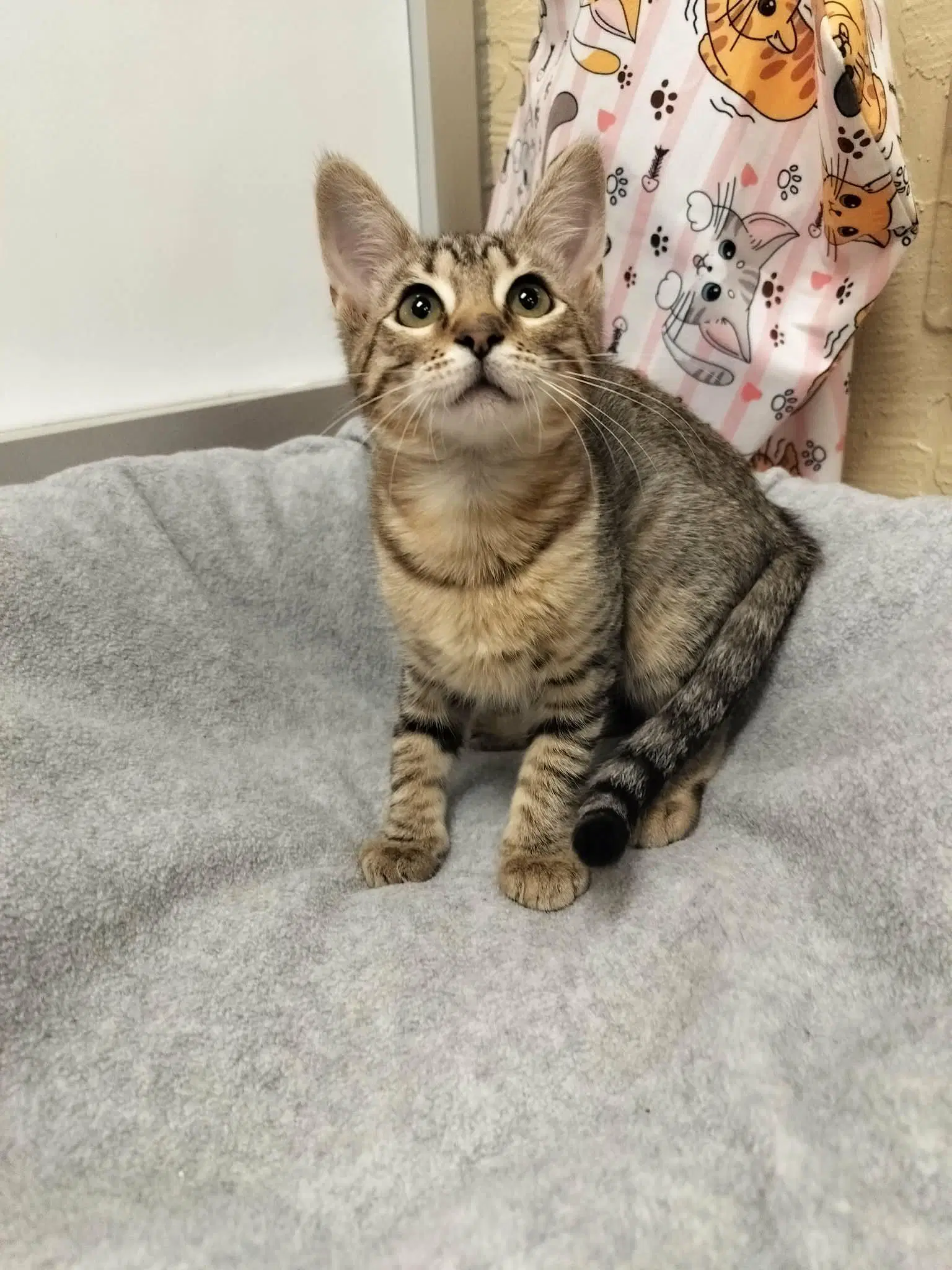 Carmie image 2