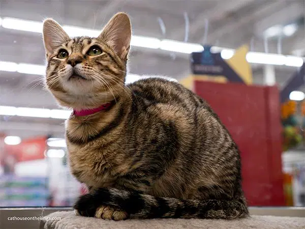 Carmie image 3