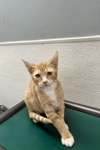Kitten  Chuckie - Tabby