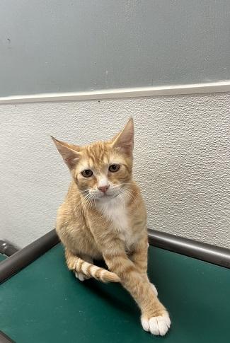 Kitten  Chuckie