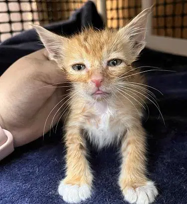 Kitten  Chuckie image 4