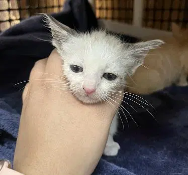 Kitten  Jessie image 3