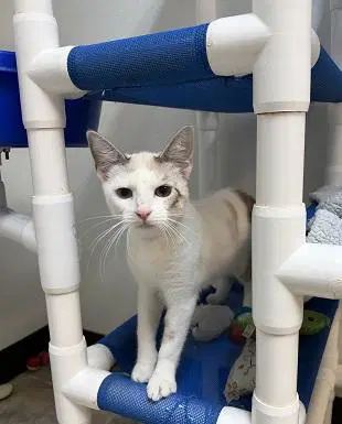 Kitten  Jessie - Siamese