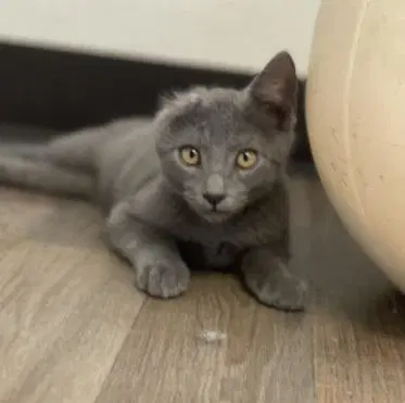 Kitten  Little Foot - Russian Blue