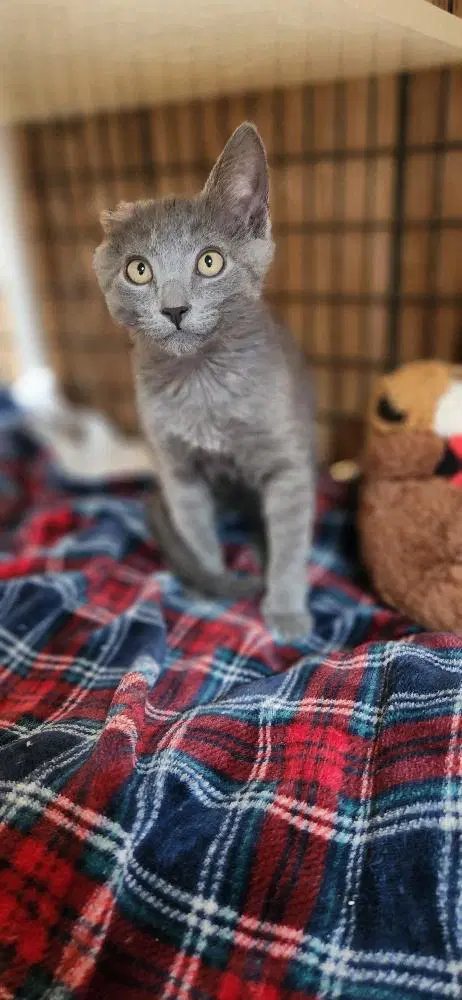 Kitten  Little Foot image 2