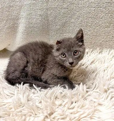 Kitten  Little Foot image 4