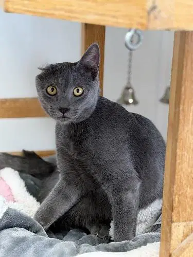 Kitten  Little Foot - Russian Blue Mix