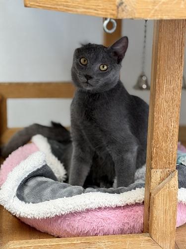Photo 2 of Kitten 28000 (Little Foot)