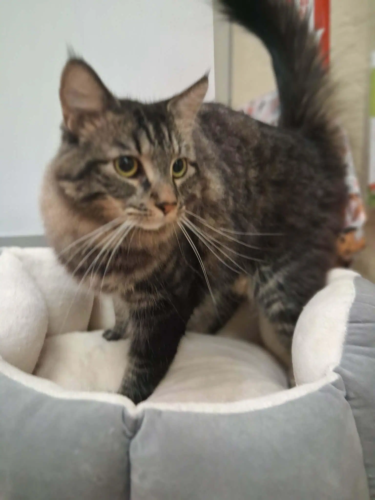 Mowgli - Maine Coon