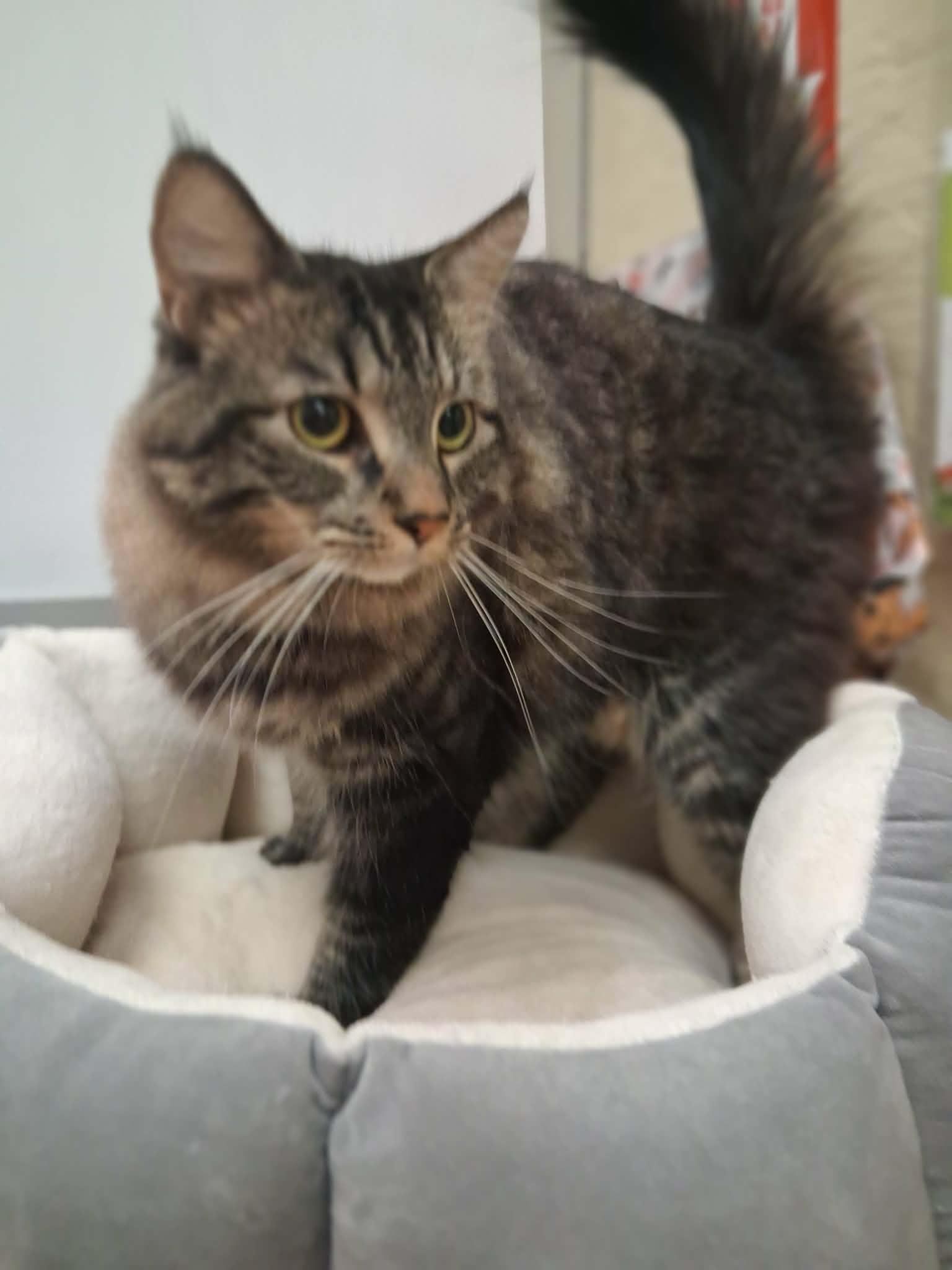 Mowgli
