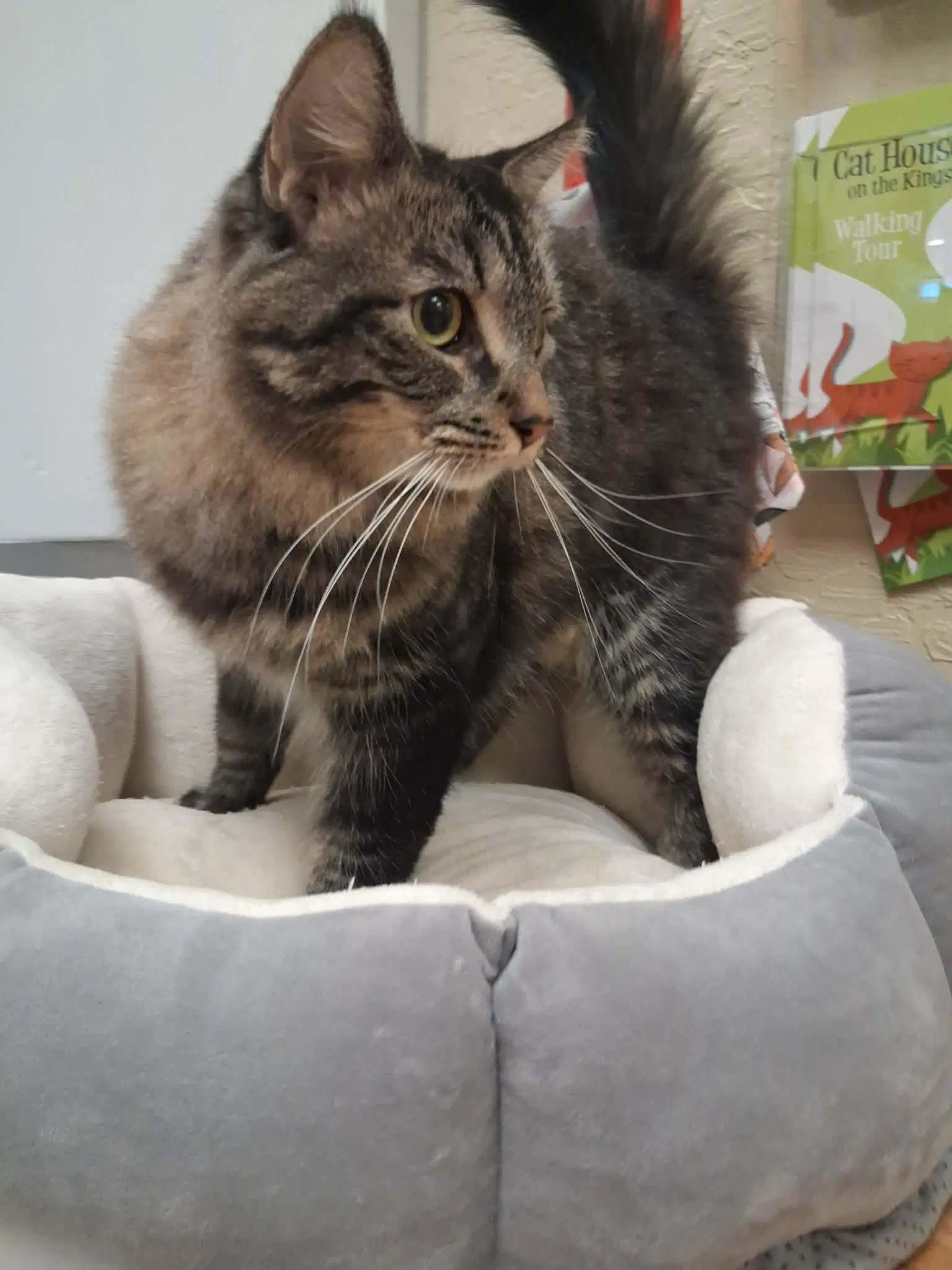 Mowgli image 2