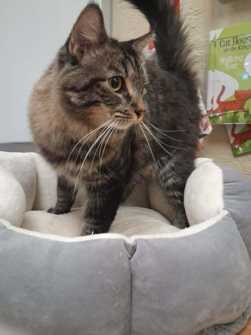 Photo 2 of Mowgli