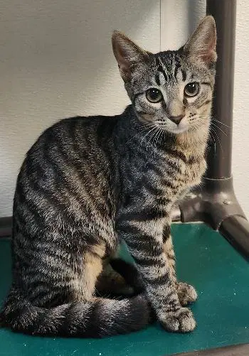 Kitten  Conchita - Tabby