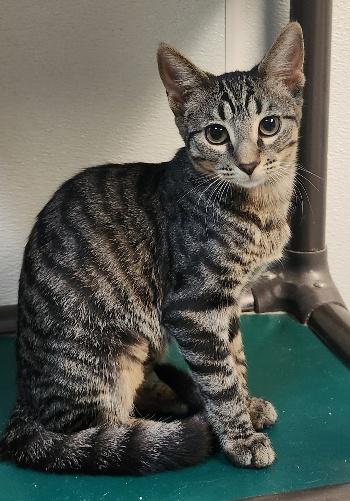 Kitten  Conchita