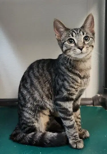 Kitten  Conchita image 2