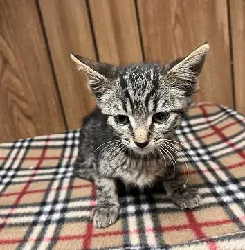 Kitten  Conchita image 3