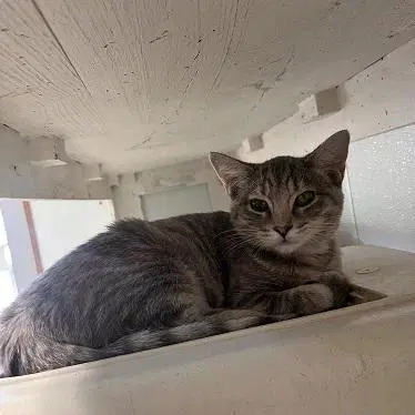 Kitten  Anna - Tabby