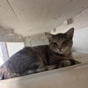 Kitten 27878 (Anna) — Parlier, CA Adoption