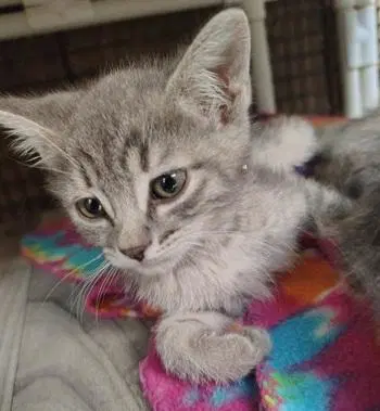 Kitten  Anna image 3
