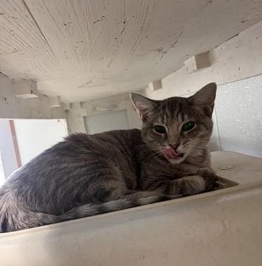 Cat 27878 (Anna), photo 3