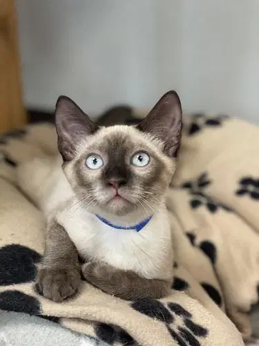 Kitten  Toast - Siamese