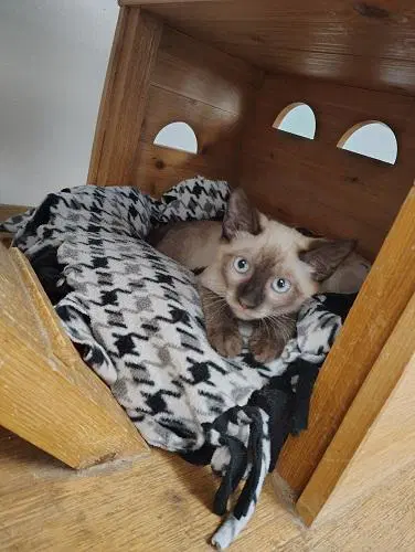 Kitten  Toast image 4