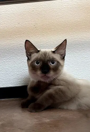 Kitten  Toast - Siamese
