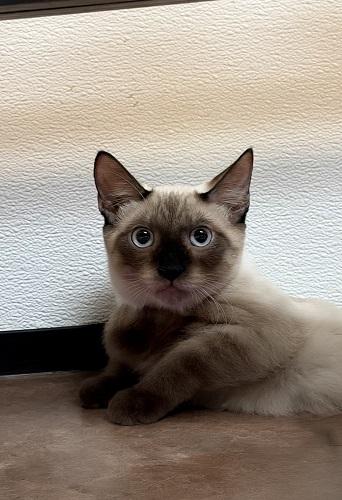 Kitten 28054 (Toast), a cat for adoption from The Cat House on the Kings