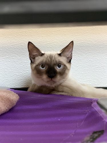 Photo 2 of Kitten 28054 (Toast)