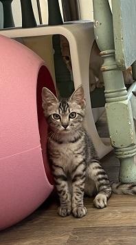 Kitten  Jam