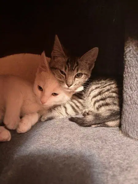 Kitten  Jam image 2