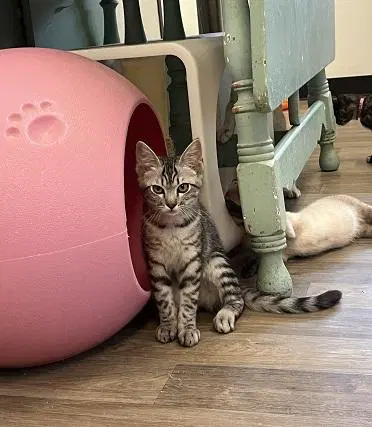 Kitten  Jam image 3