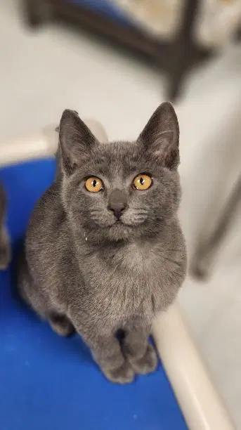 Kitten  Biscoff - Russian Blue Mix