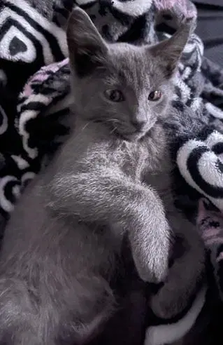 Kitten  Biscoff image 4