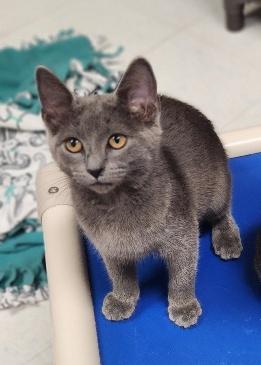 Kitten  Melody