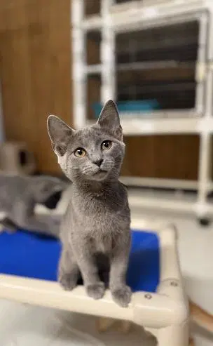 Kitten  Melody image 2