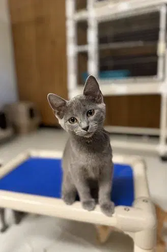 Kitten  Melody image 3
