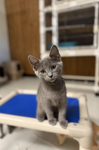 Photo 3 of Kitten 28251 (Melody)