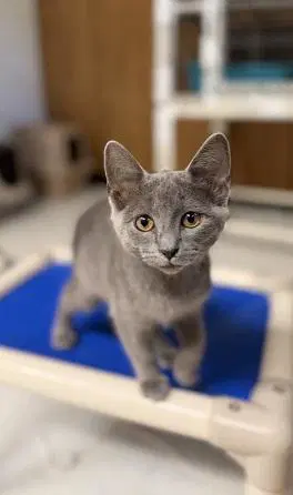 Kitten  Melody image 4