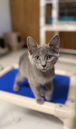 Photo 4 of Kitten 28251 (Melody)