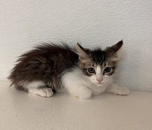 Cat 27746, photo 3