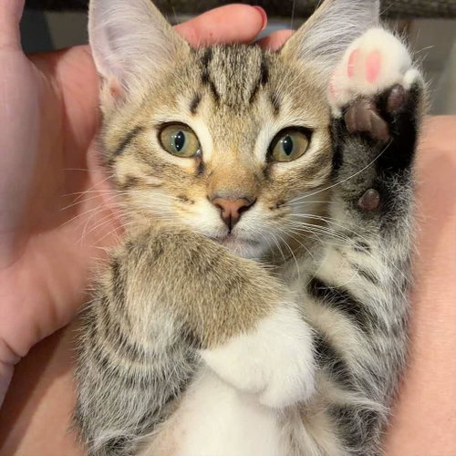 Bell Pepper, a cat for adoption from The Cat House on the Kings