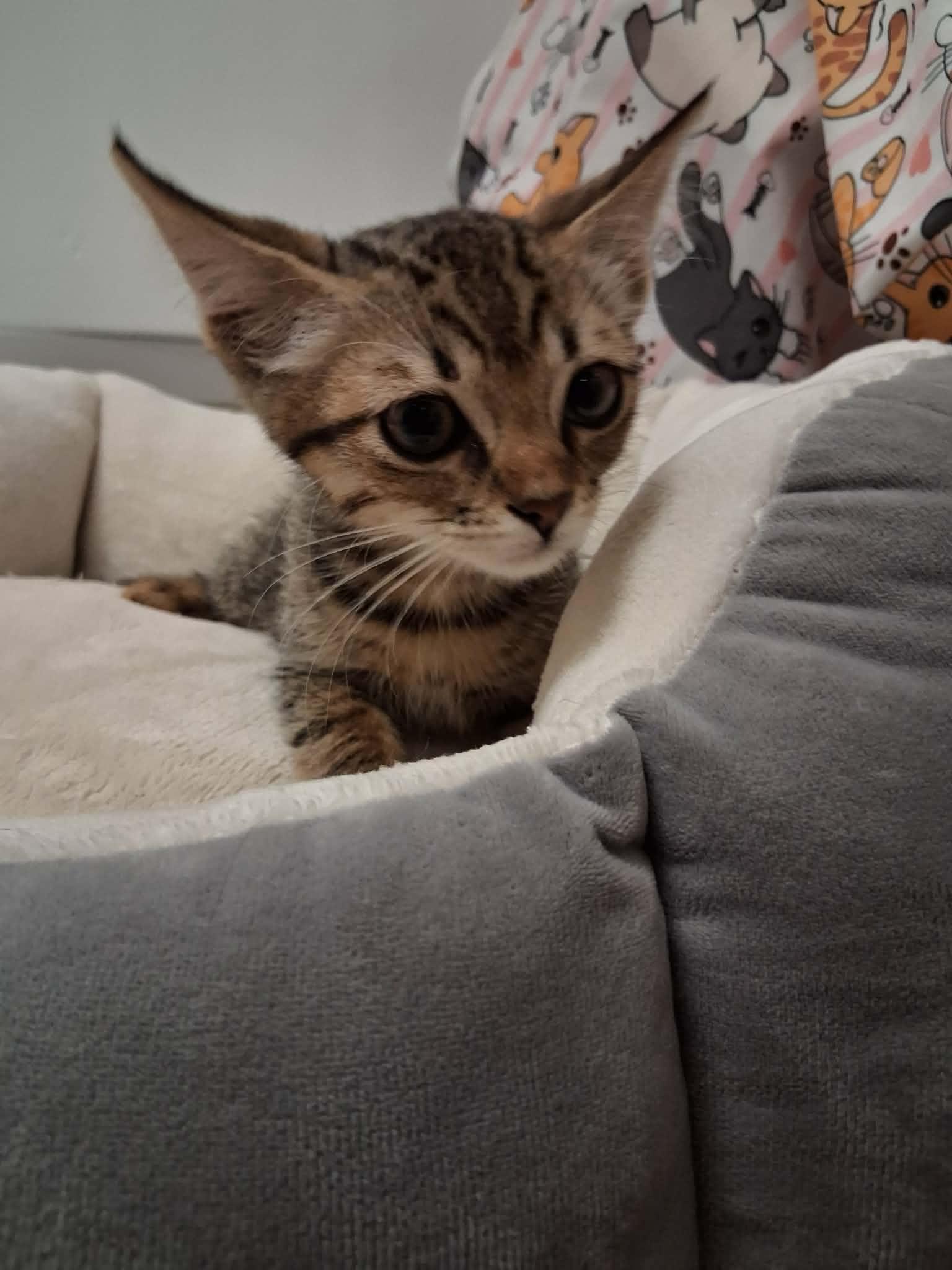 Kitten 28228 (Chaupo)