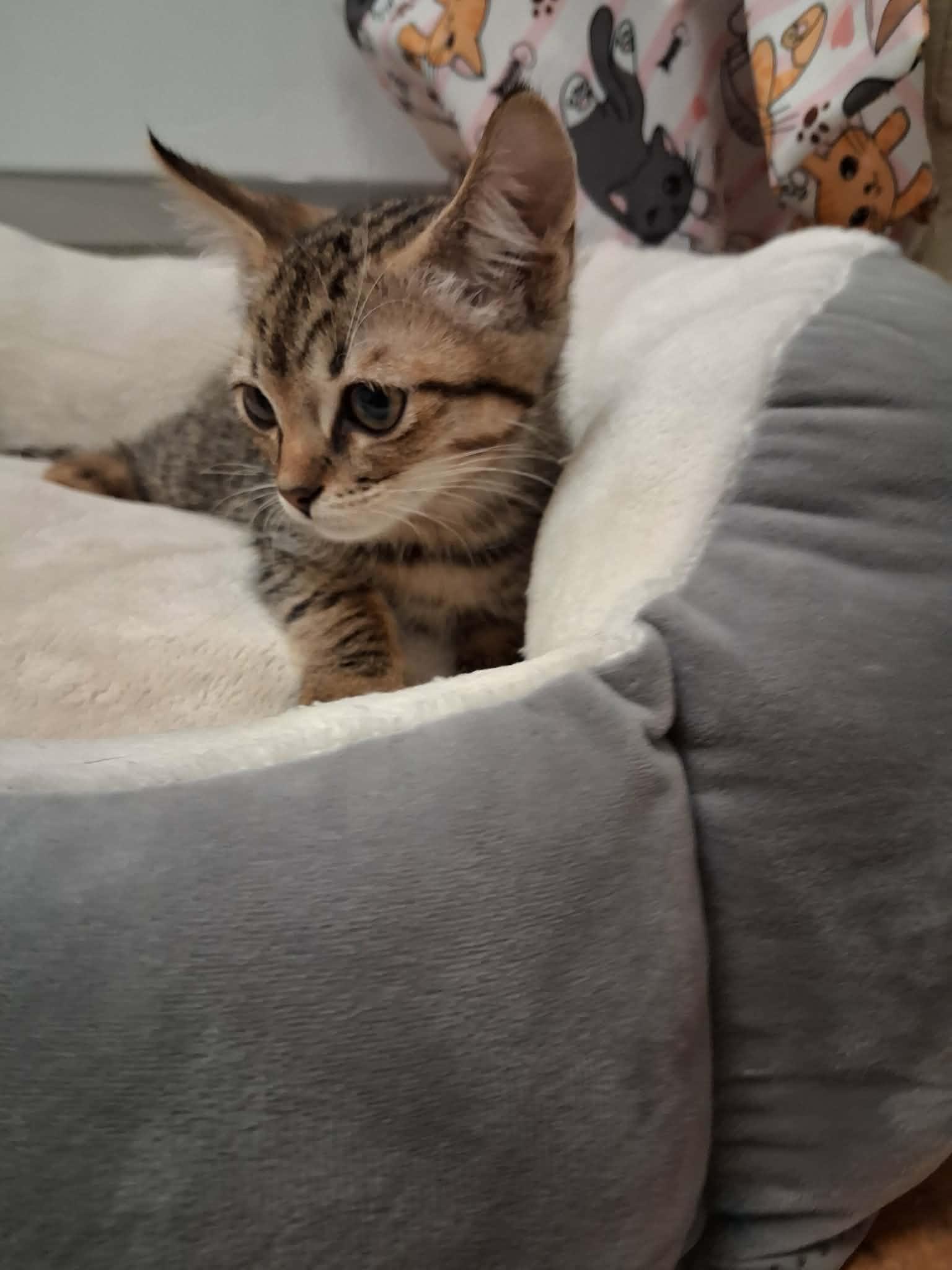 Kitten 28228 (Chaupo), photo 2