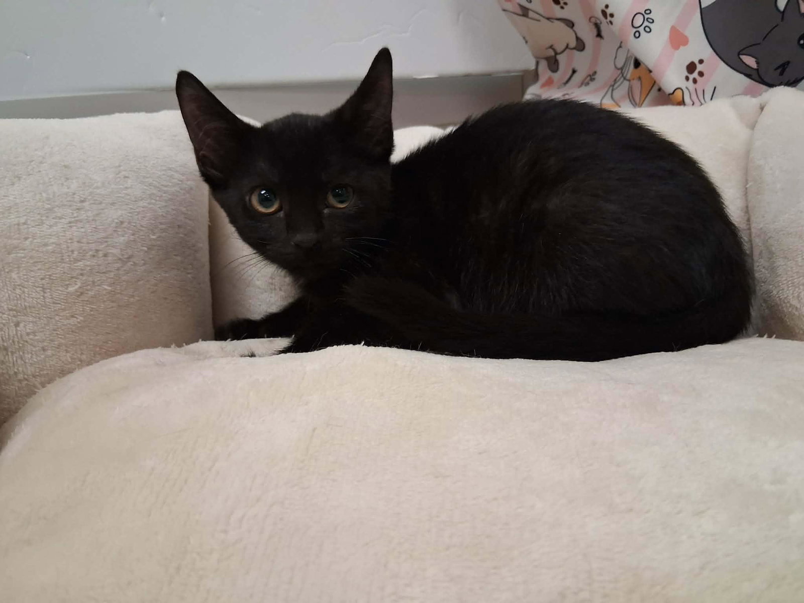 Kitten 28229 (Midnight), photo 2