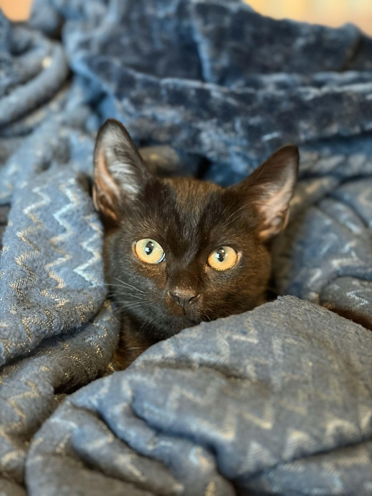 Kitten 28229 (Midnight), photo 3