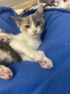 Mochi — Parlier, CA Adoption