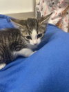 Star — Parlier, CA Adoption